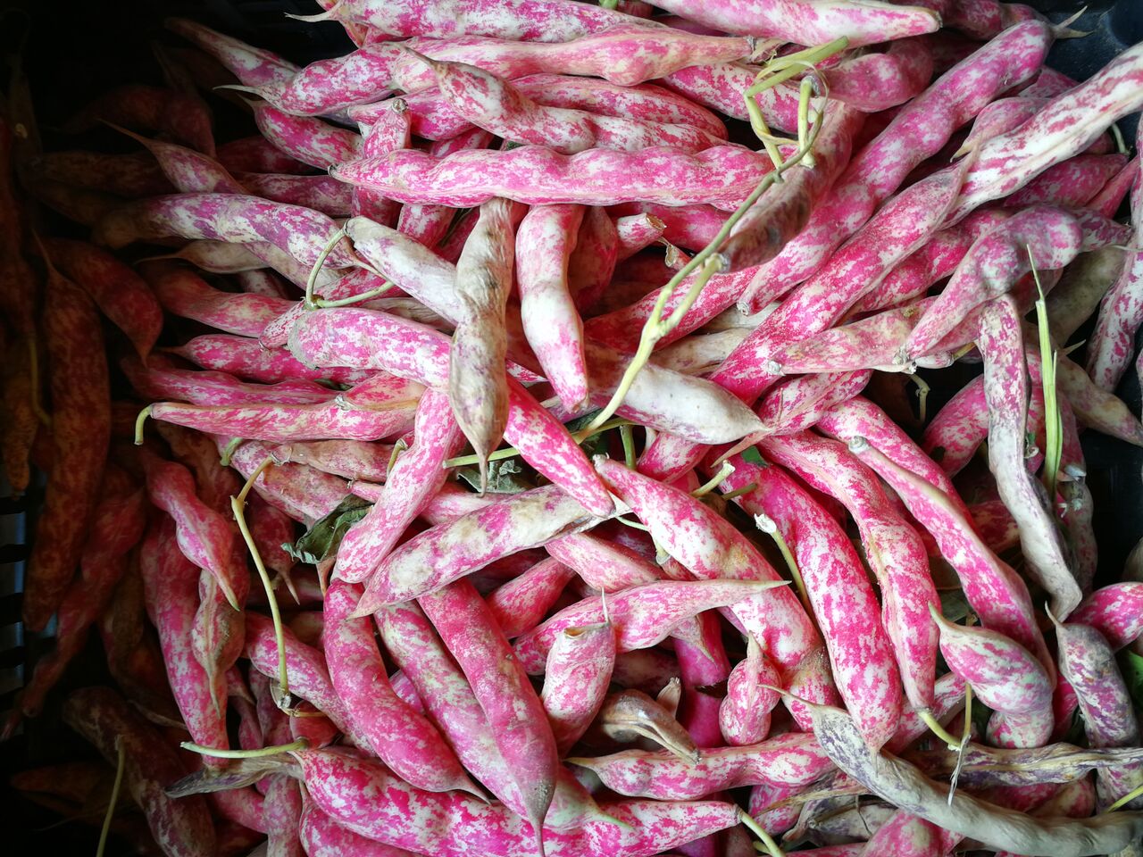 Fagioli freschi