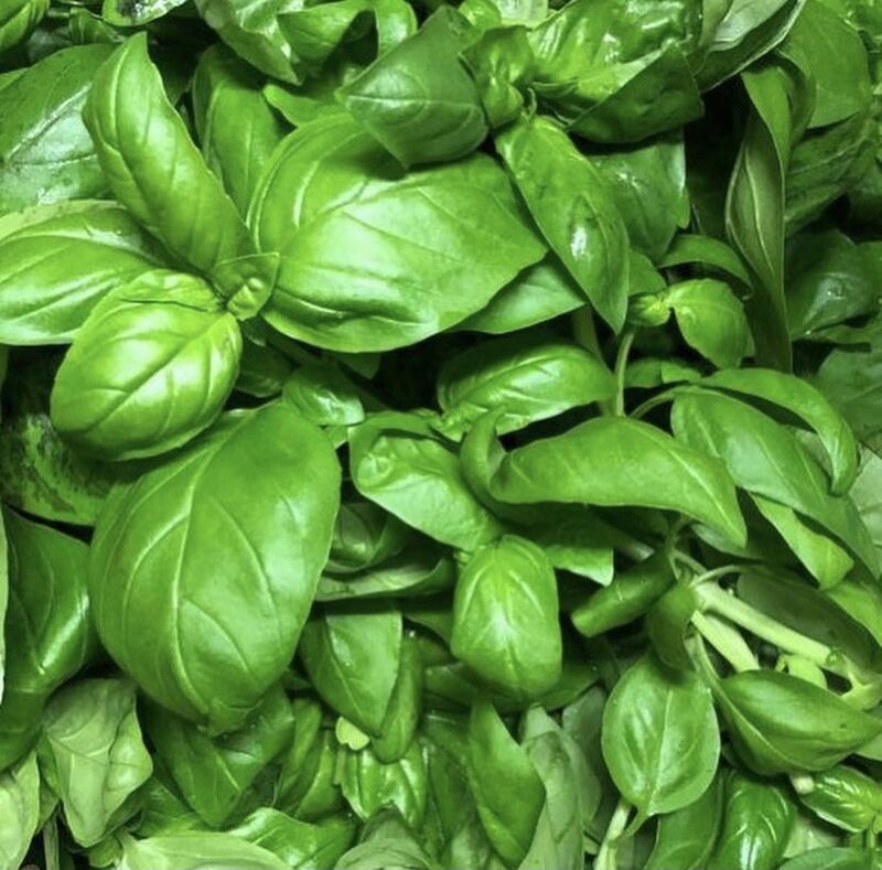 IL BASILICO CHE USIAMO PER IL NOSTRO PESTO FATTO IN CASA - The basil we use for our homemade pesto