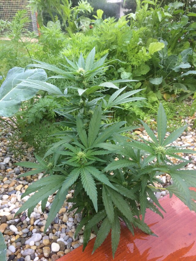 V našem aquaponickém systému se CBD rostlinám opravdu dařilo! Všimněte si, že rostou jen ve štěrku... 