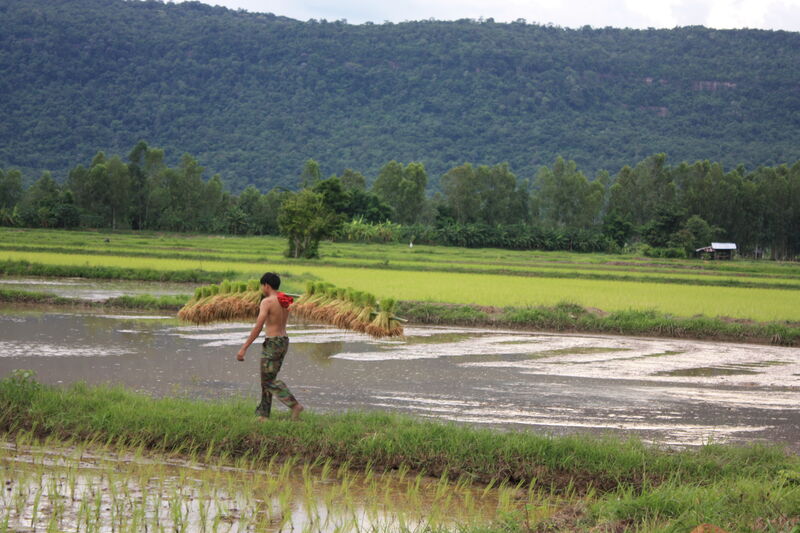 Semis de riz au printemps
où quand les plateaux et plaine de Thaïlande se pare de vert pour le riz au jasmin ou le riz gluant