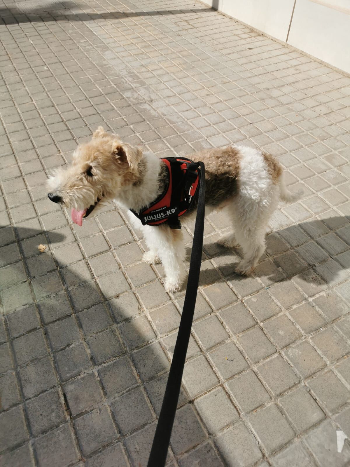 Elliott el que más pasea 