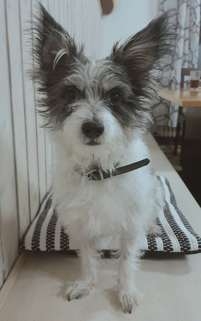 Unsere Treue Gast :) 