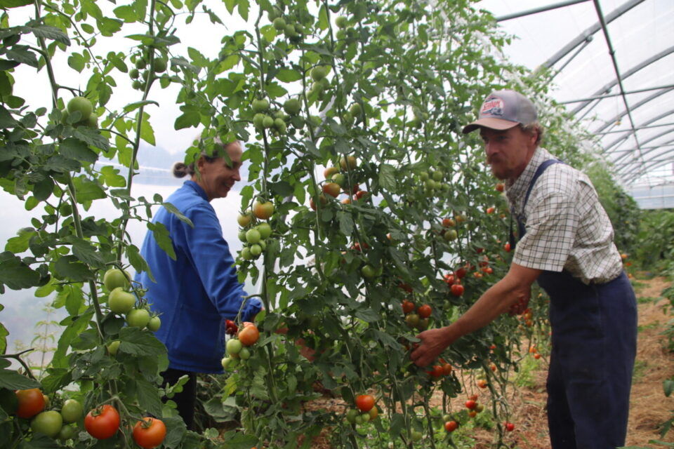 Ferme de Keranod. Chaque semaine Magali et Stéphane nous livrent une sélection originale de leurs légumes , fleurs et herbes.