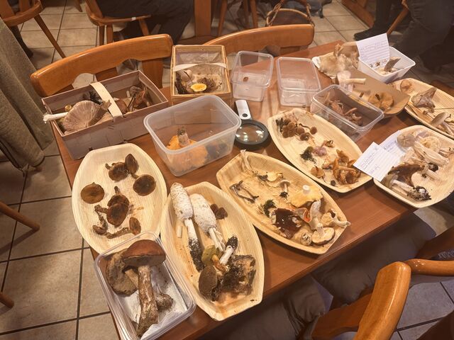 Pilzfreunde - Stammtisch