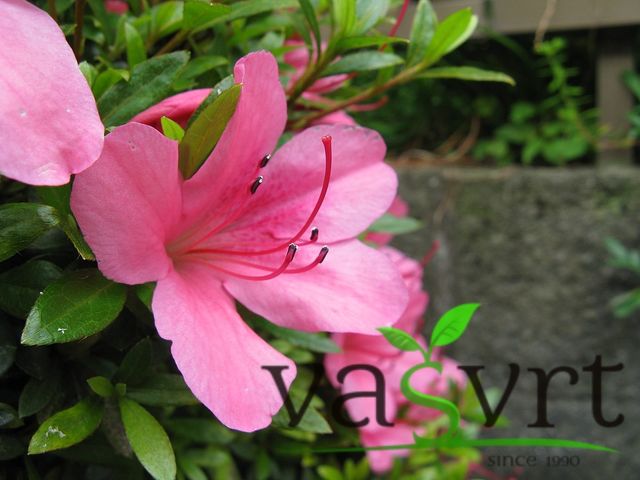  Rhododendron indicum