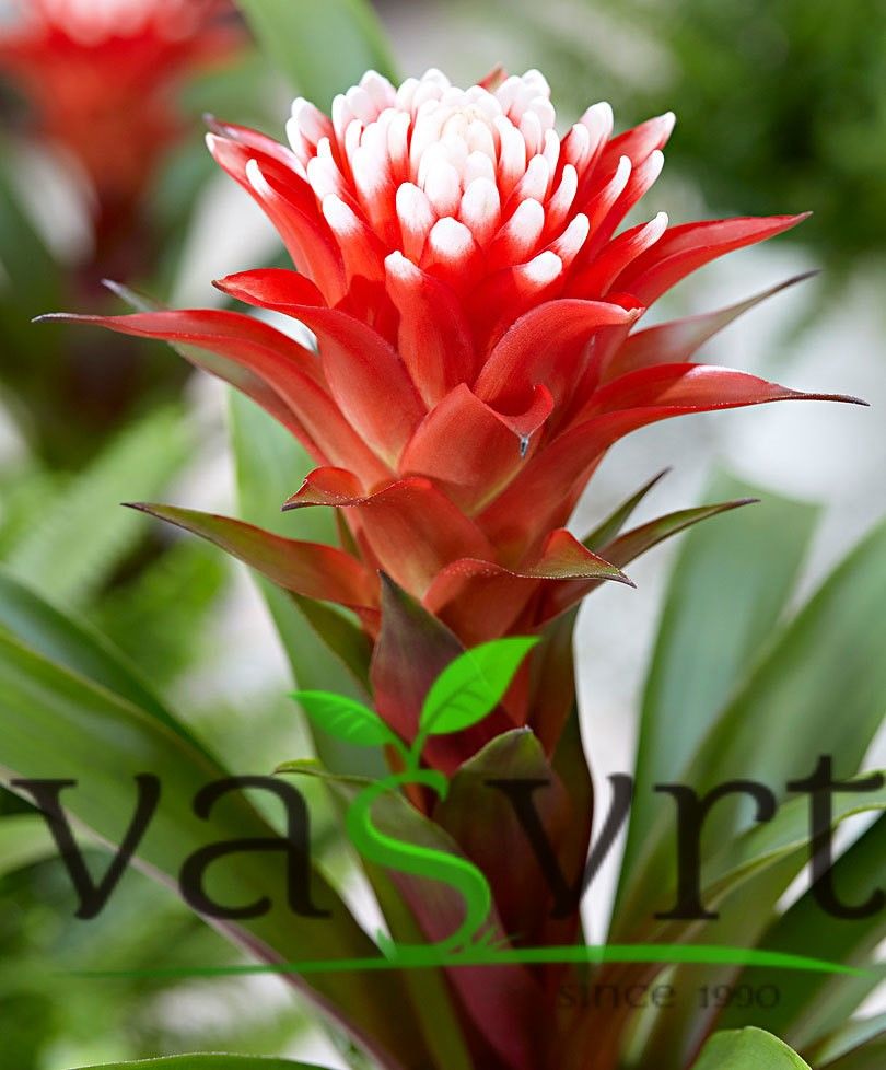 Guzmania