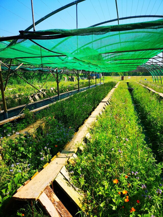 Parc d'élevage en juillet