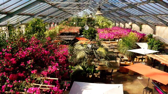 Drome, Pierrelatte, restaurant la sert d-serres vue du jardin intérieur dans la serre. De magnifiques couleurs rouge, jaune...