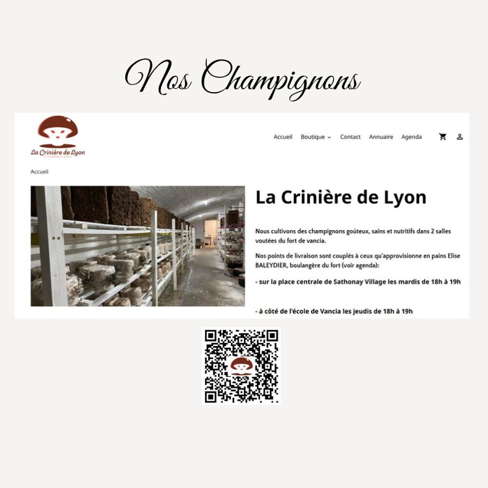 Nos champignons