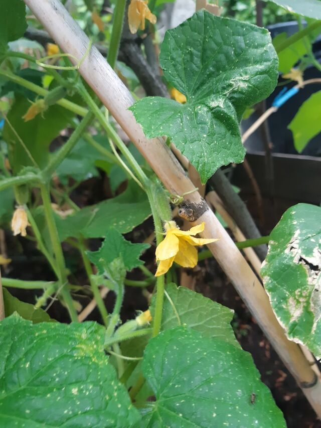 El huerto de La Parada está a punto de empezar a dar sus frutos.