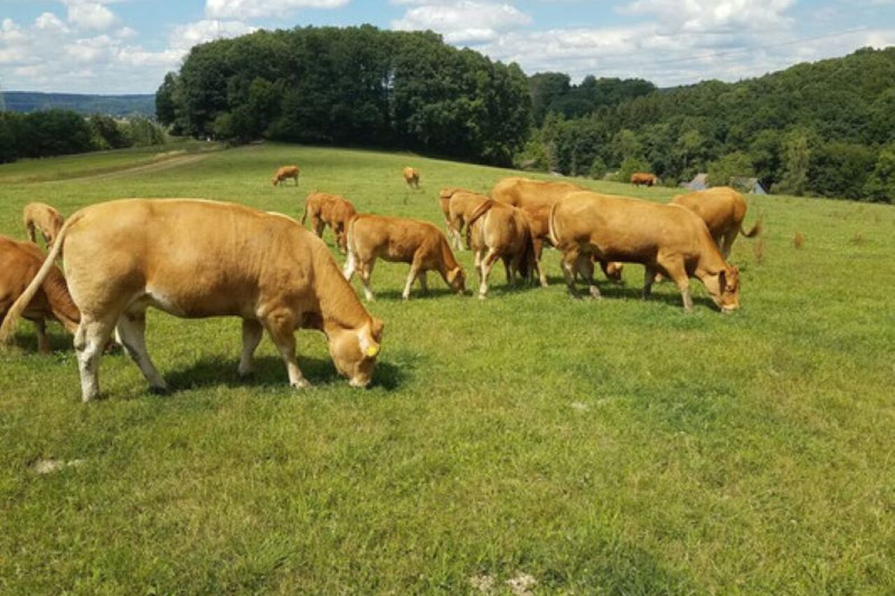 "Besonders"Rumpsteak vom Limousin-Rind