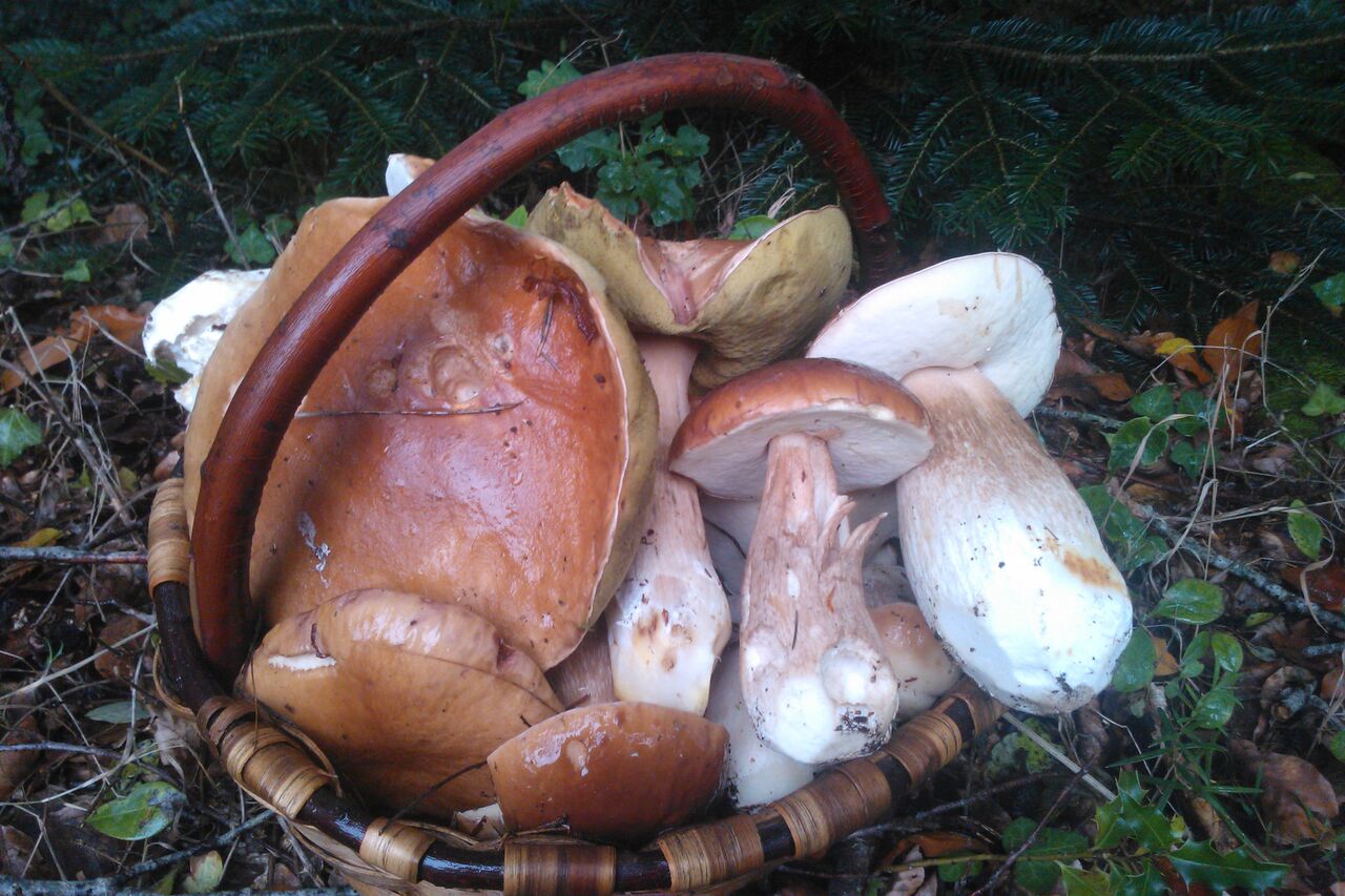Ventes de champignons comestibles