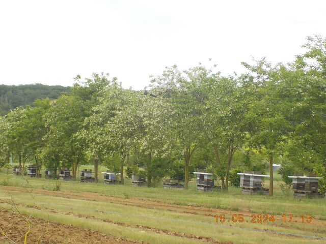 Rangée d'Acacia N°2