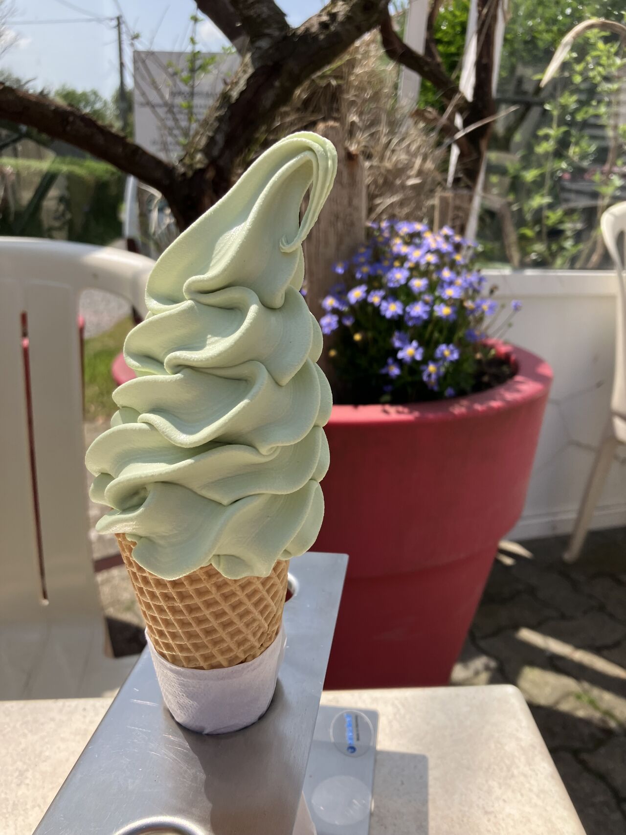 Italienne pistache de taille moyenne