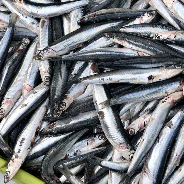 Anchovies