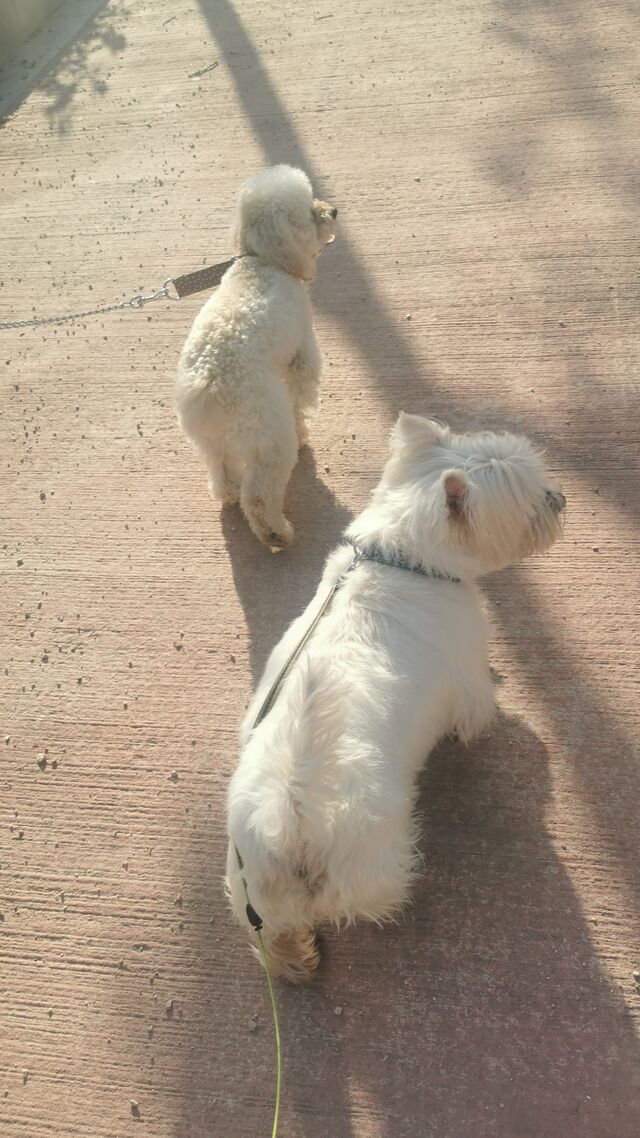 Aquí vamos Coco 🐩y Cookie 🍪 de paseo🐾