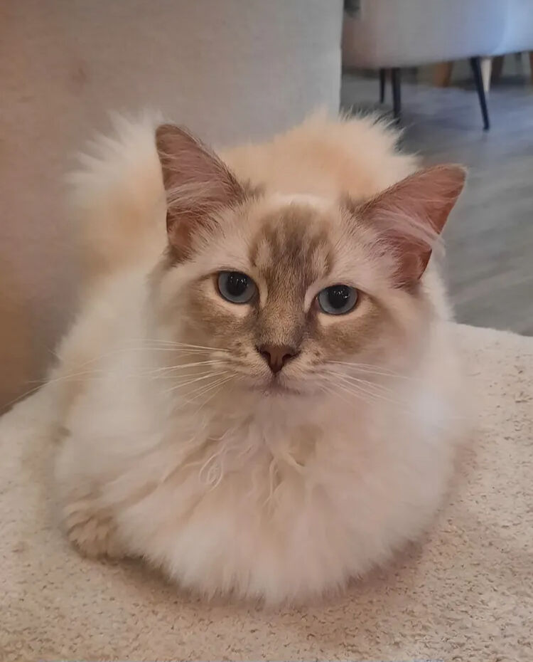 Arsène, le bébé chou d’« O P’tits Chats »