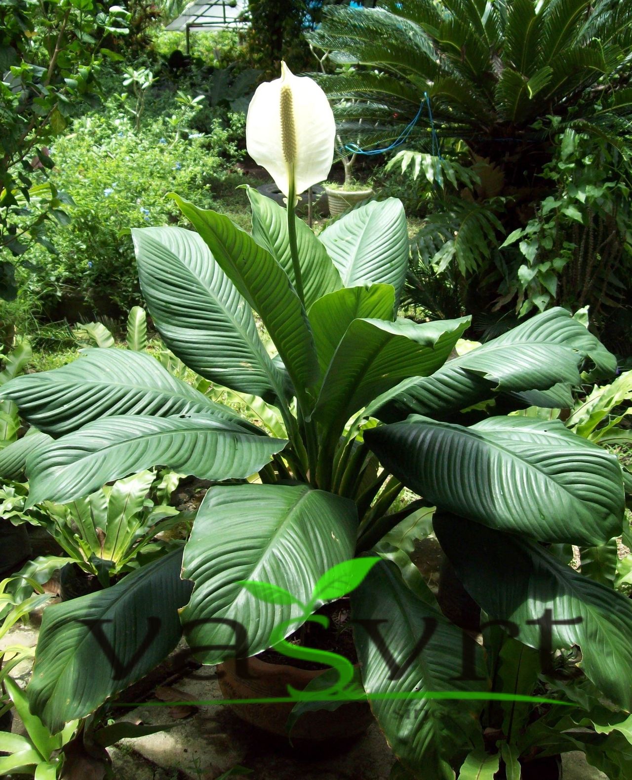 Cvijet Spatifilum - Spathiphyllum