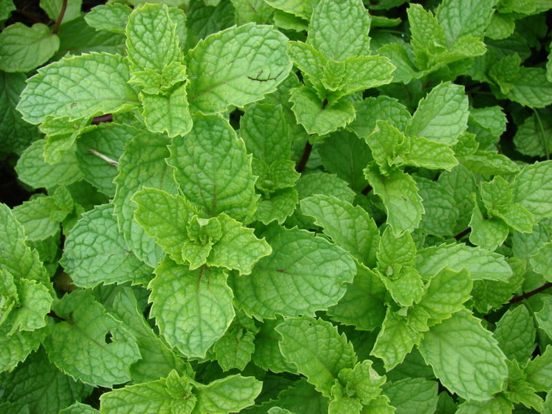 Metvica
Sinonim: Menta, Nana | Engleski naziv: Mentha | Latinski naziv: Mentha sp.