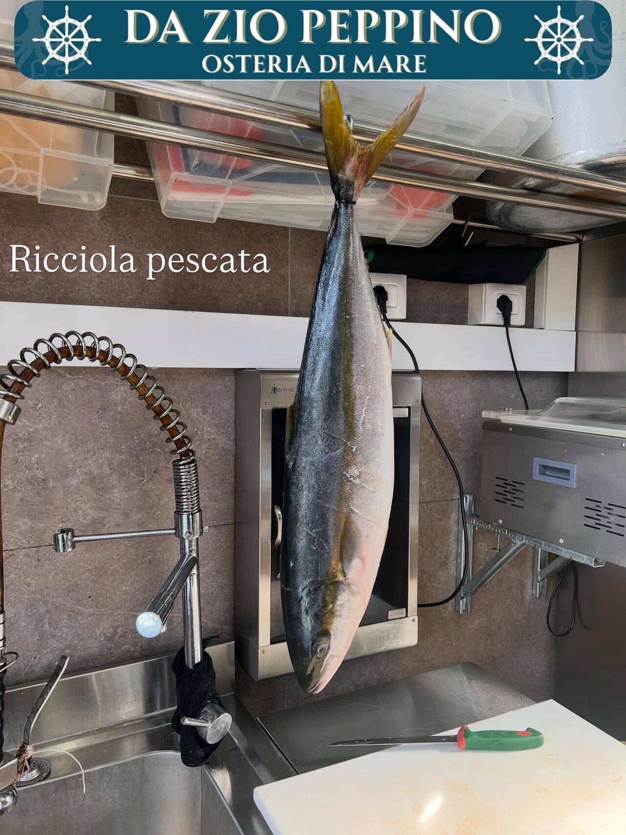 Ricciola