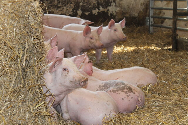 cochon