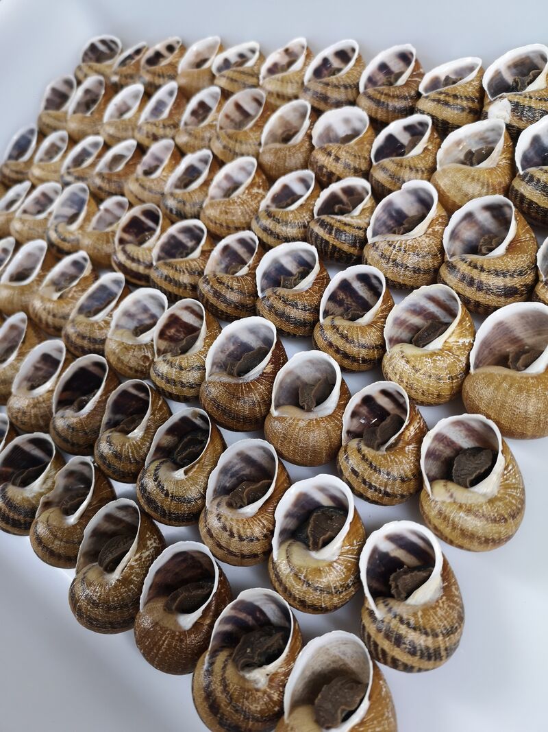 Rencoquillage des escargots