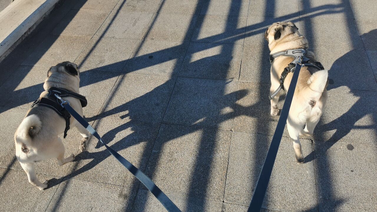 Bowser y Wisley🐾🐾