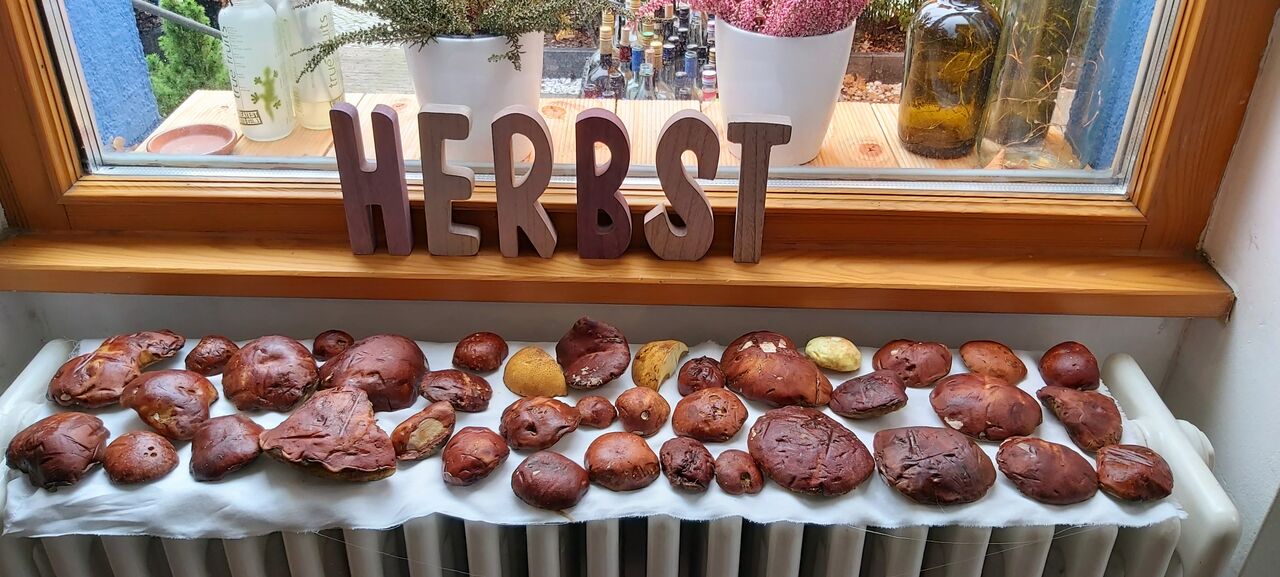 erfolgreiche Pilztour.
Marönchen zum trocknen