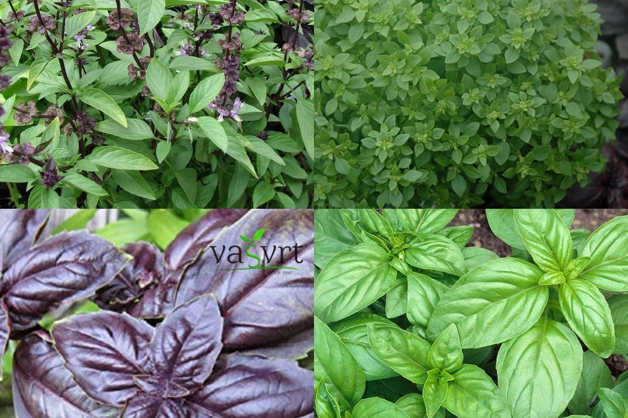 Bosiljak (Ocimum basilicum, bosilje)