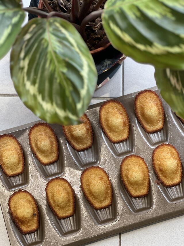 MADELEINES