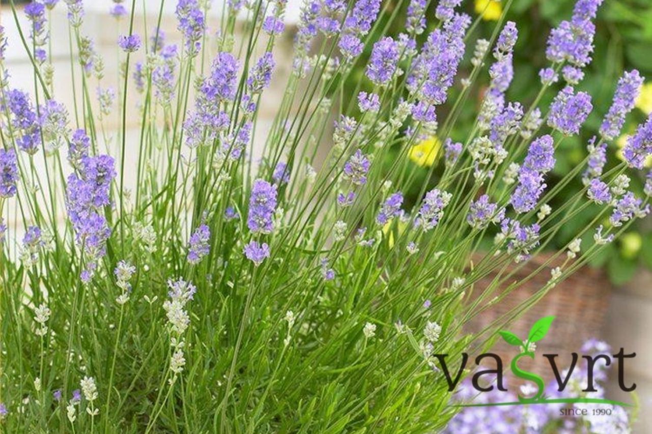 Lavanda