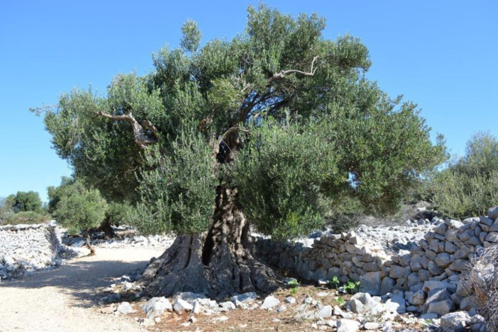 Dani Maslina u Bistrou Maslina – U čast tisućljetnih čuvarica Lunjskog maslinika