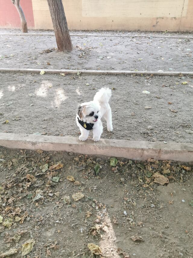 Bruno disfrutado en el parque 😁