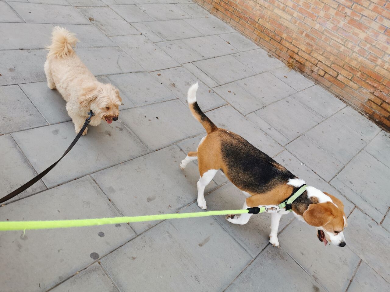 Brunito y Gypsy de paseo 