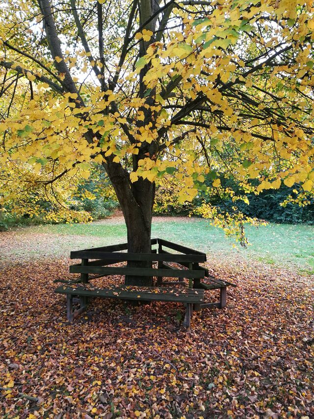 Wiese vor dem Spartenheim