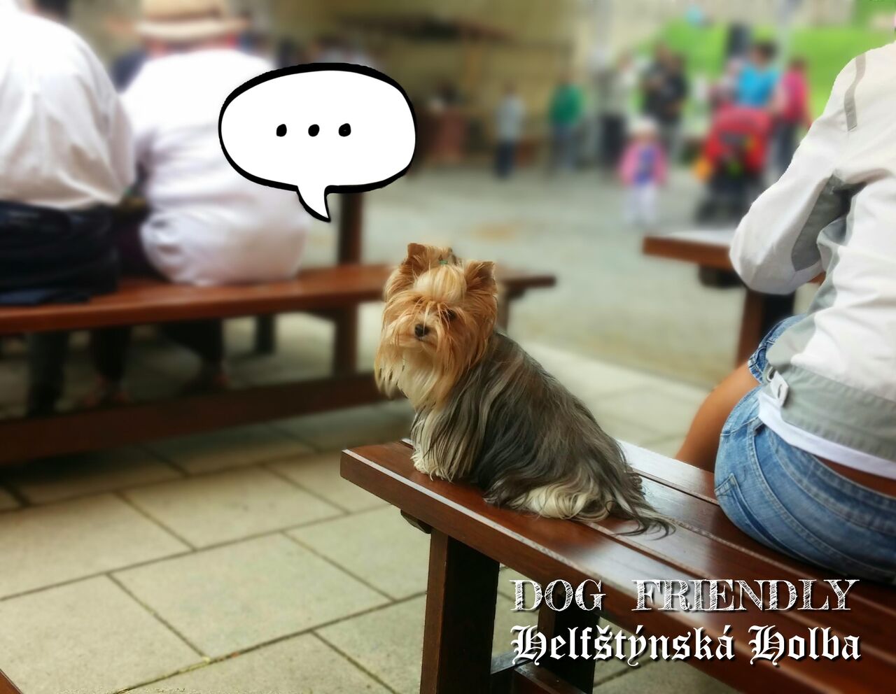 DOG FRIENDLY RESTAURANT