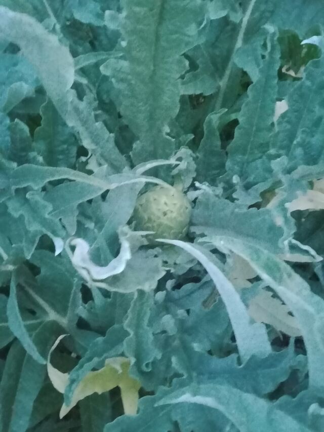 Des artichauts du Lot et Garonne 