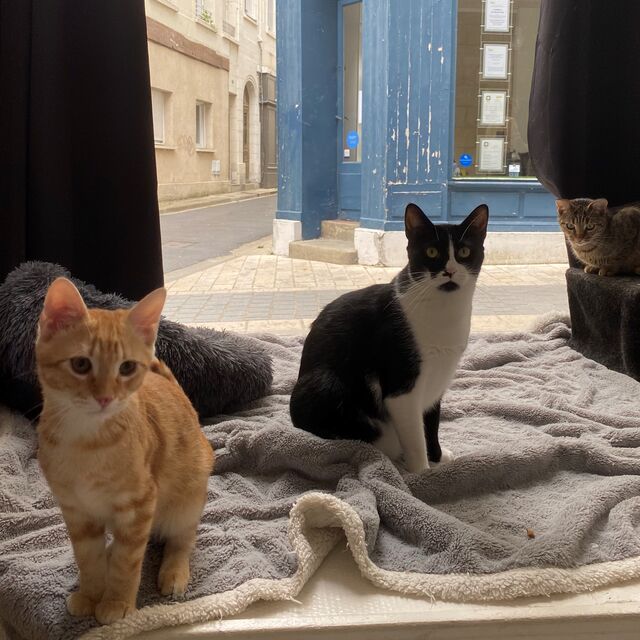 Moment au Miaouw pendant les vacances