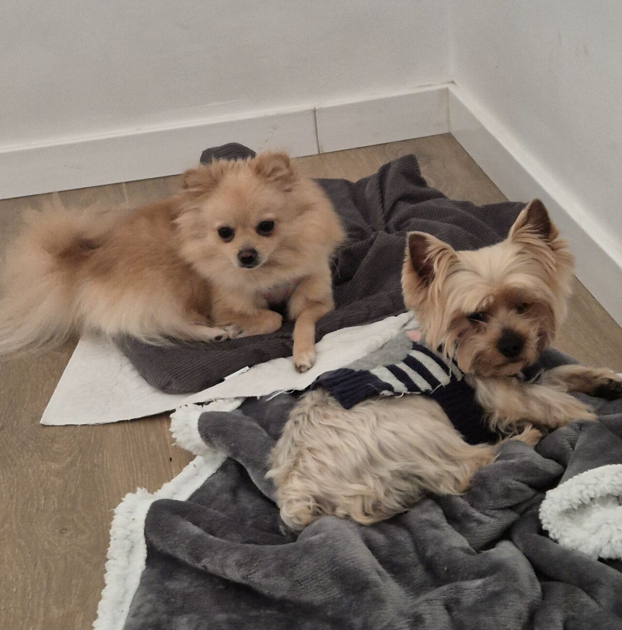 Nala y Petter 🐾🐾