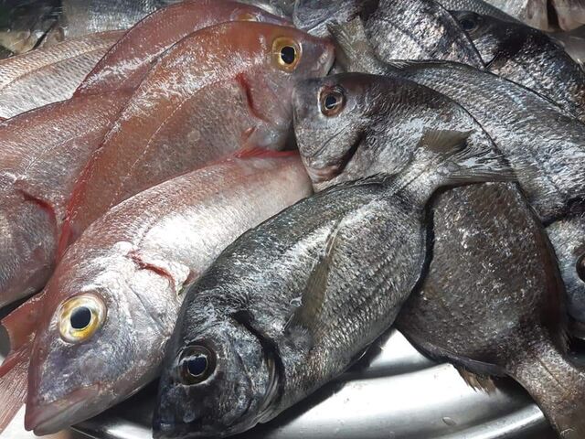 Peixe fresco do mar sines