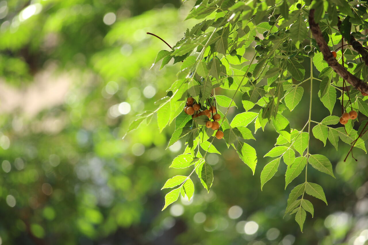 La Place Dame Sibille un écrin de Verdure en Centre ville