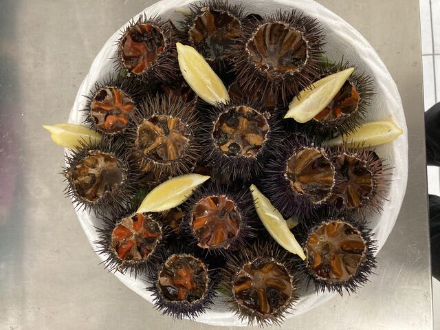 Oursins pour la saison 