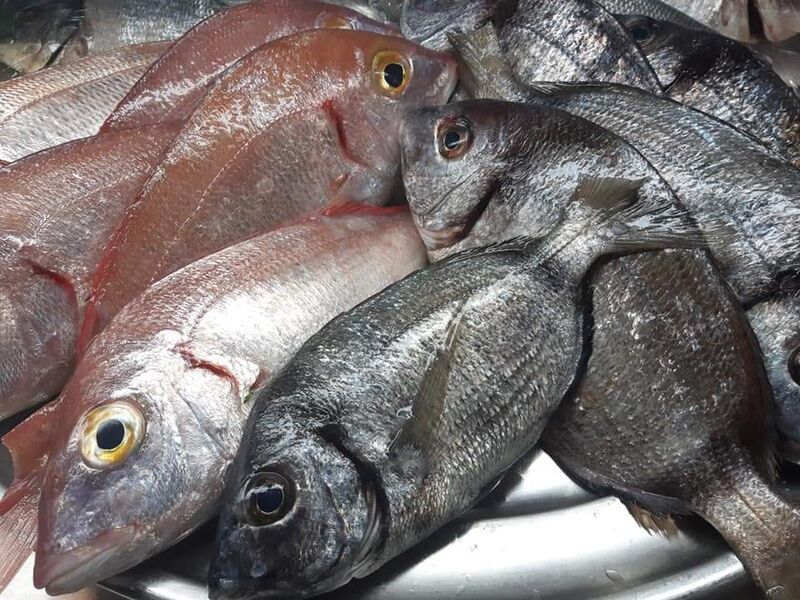 Peixe fresco do mar sines