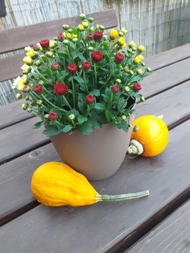 Podzim na naší zahrádce. 