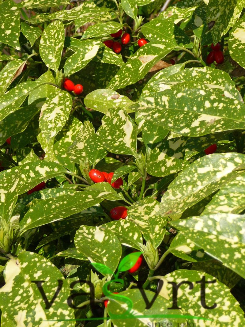 AUCUBA JAPONICA- JAPANSKI LOVOR- PJEGAVI JAVOR