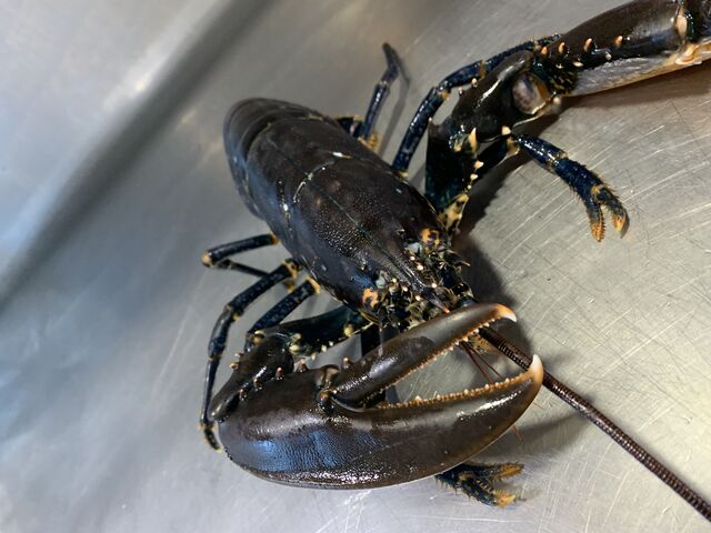 Le dab de Bernard le homard