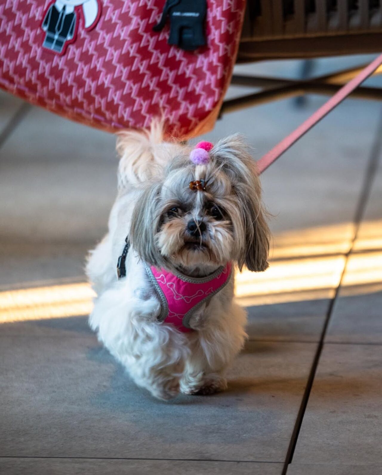 Mjesto gdje su i njuškice dobrodošle