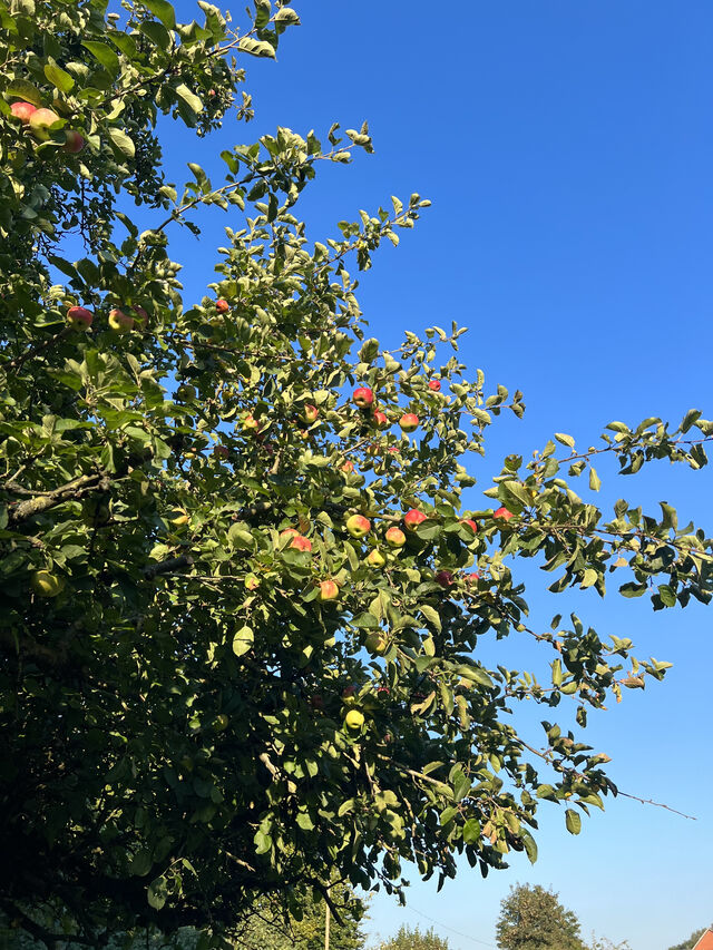 Uns Appleboom 