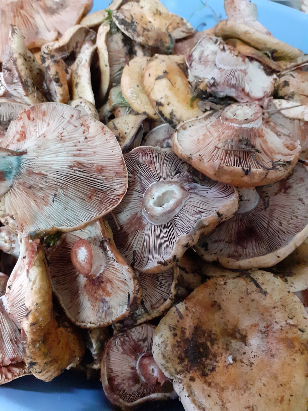 Rebollores tan deseados y apreciados.