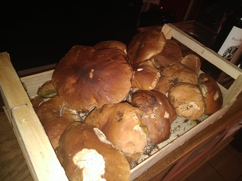 cèpes du lot et garonne